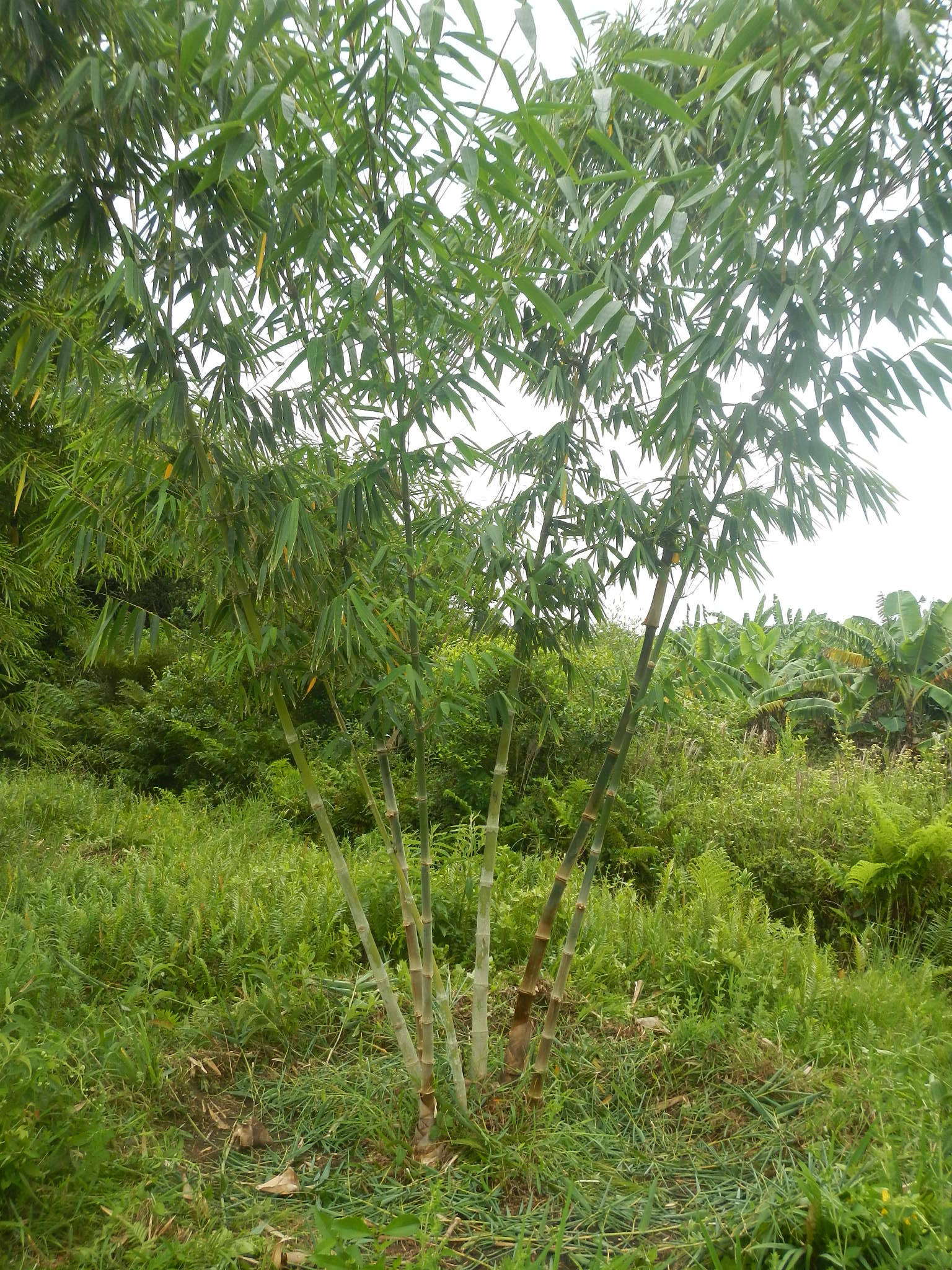20150320 Fazenda Bambu manejo touceira coroamento e desrama 002.jpg