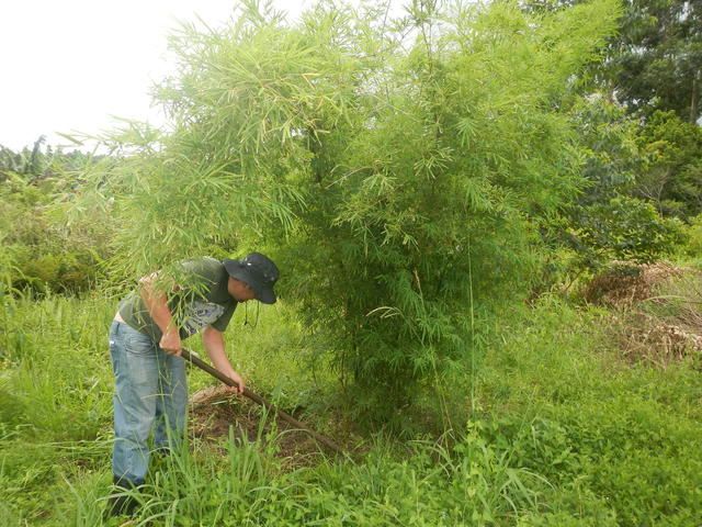 20150320 Fazenda Bambu manejo touceira coroamento e desrama 003.jpg