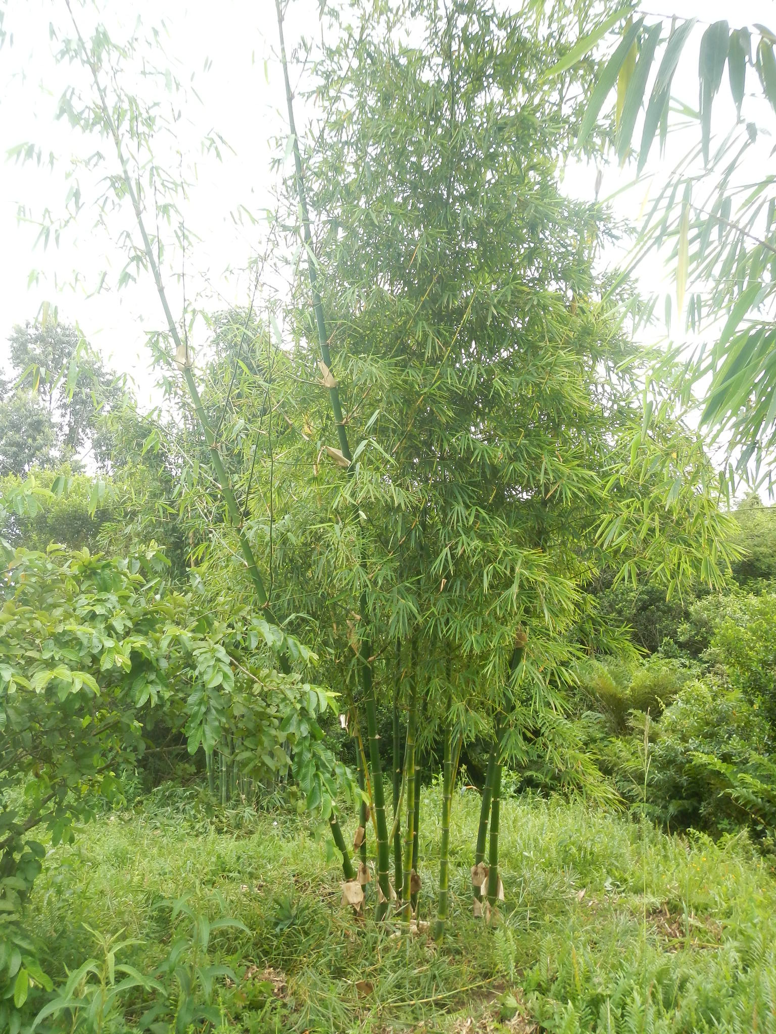 20150320 Fazenda Bambu manejo touceira coroamento e desrama 004.jpg