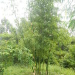 20150320 Fazenda Bambu manejo touceira coroamento e desrama 004.jpg