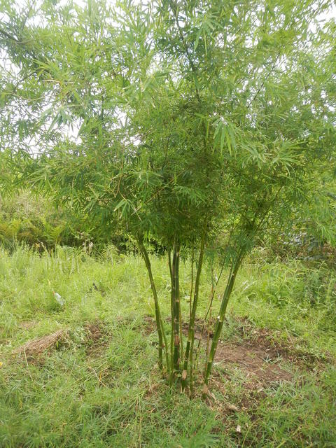 20150320 Fazenda Bambu manejo touceira coroamento e desrama 005.jpg
