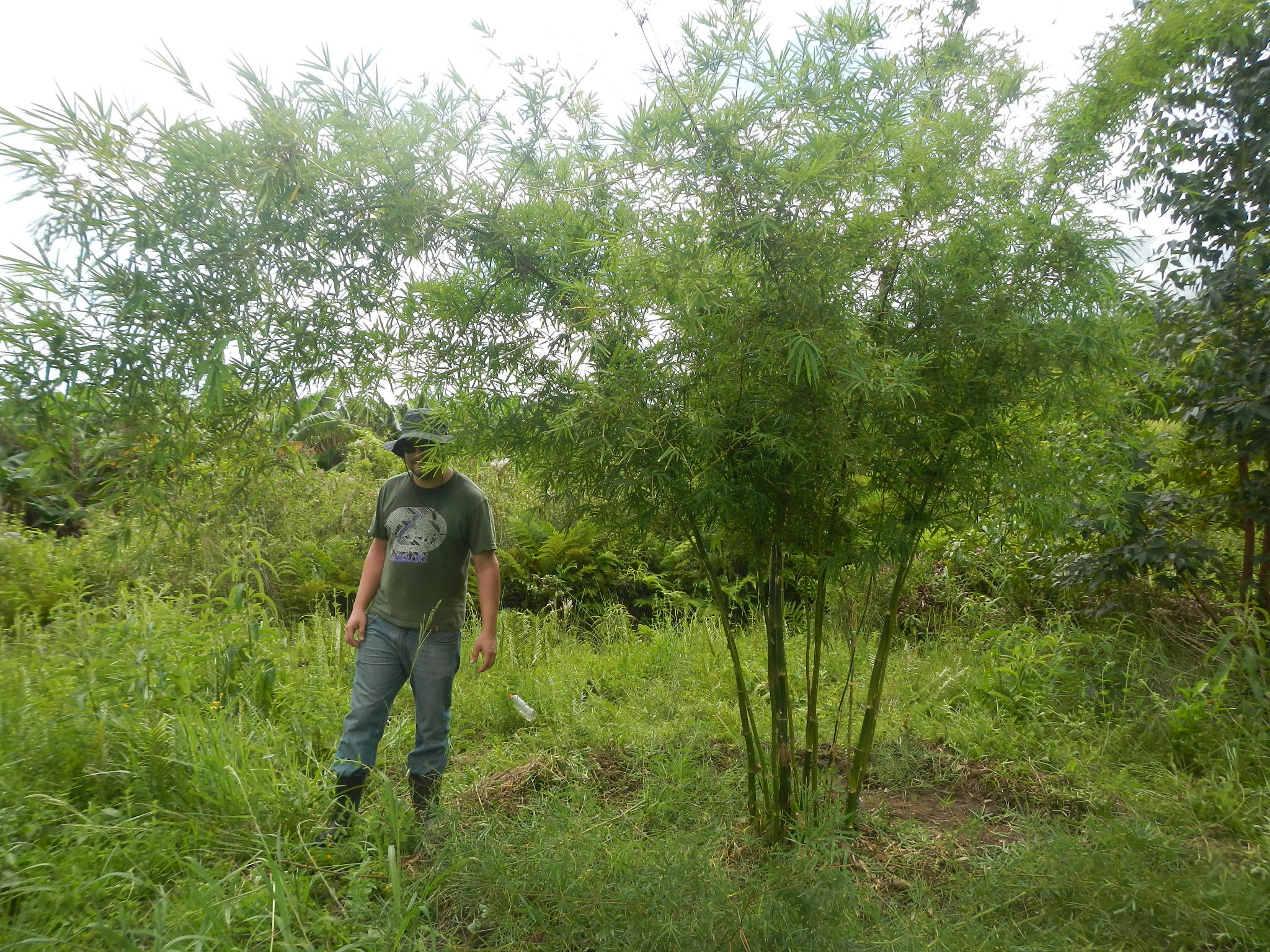 20150320 Fazenda Bambu manejo touceira coroamento e desrama 006.jpg