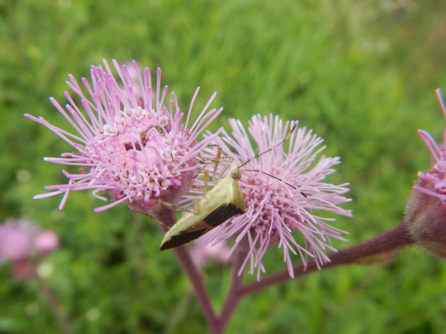 20150326 Fazenda Florada flor nativa inseto entomologia 002.jpg