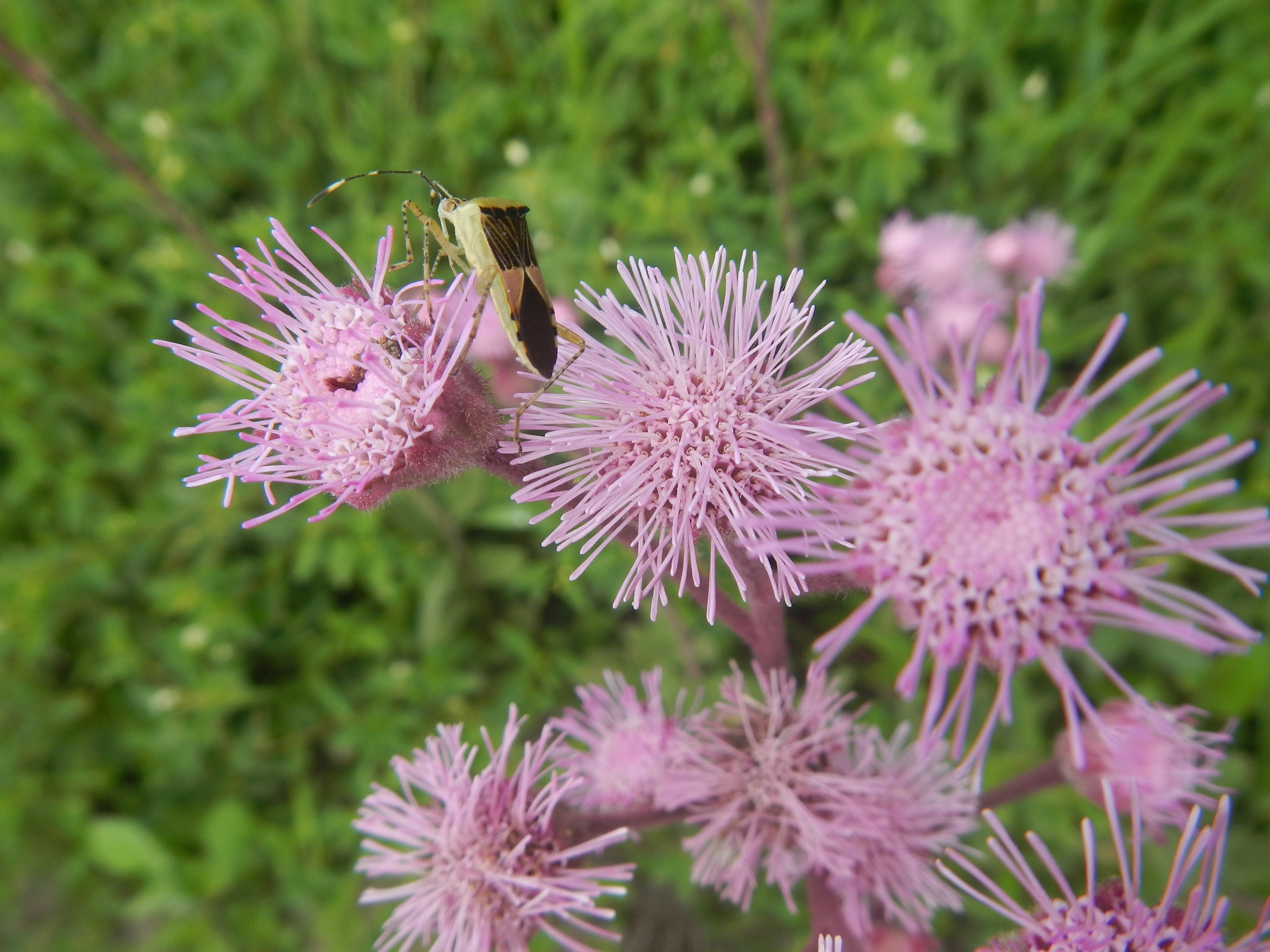 20150326 Fazenda Florada flor nativa inseto entomologia 004.jpg