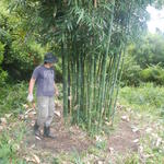 20150319 Fazenda Bambu manejo touceira coroamento e desrama 001.jpg