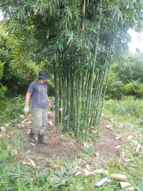 20150319 Fazenda Bambu manejo touceira coroamento e desrama 001.jpg