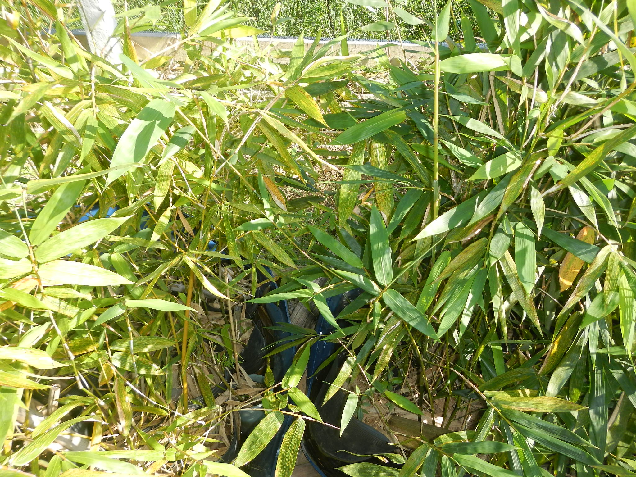 20150507 Fazenda Bambu Bambusa oldhamii adubados-não comparação 002.jpg