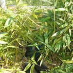 20150507 Fazenda Bambu Bambusa oldhamii adubados-não comparação 002.jpg