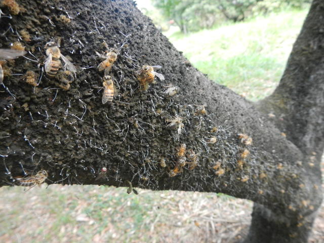 20150427 UFSC bosque Árvore Cochonilhas abelhas insetos entomolo 003.jpg
