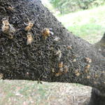 20150427 UFSC bosque Árvore Cochonilhas abelhas insetos entomolo 003.jpg