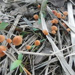 20150521 Fazenda Cogumelos Funghi sob eucaliptos novos 001.jpg