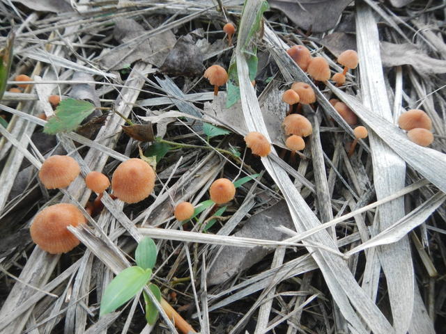 20150521 Fazenda Cogumelos Funghi sob eucaliptos novos 001.jpg