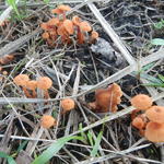 20150521 Fazenda Cogumelos Funghi sob eucaliptos novos 002.jpg