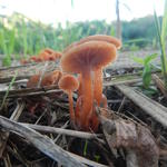 20150521 Fazenda Cogumelos Funghi sob eucaliptos novos 003.jpg