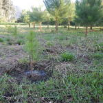 20150521 Fazenda Silvicultura Pinus replantio mudas 001.jpg