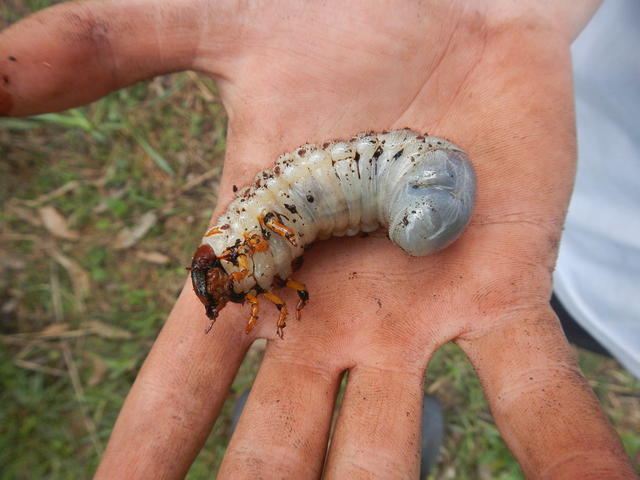 20150529 Fazenda Aula Agroecologia entomologia inseto larva 001.jpg