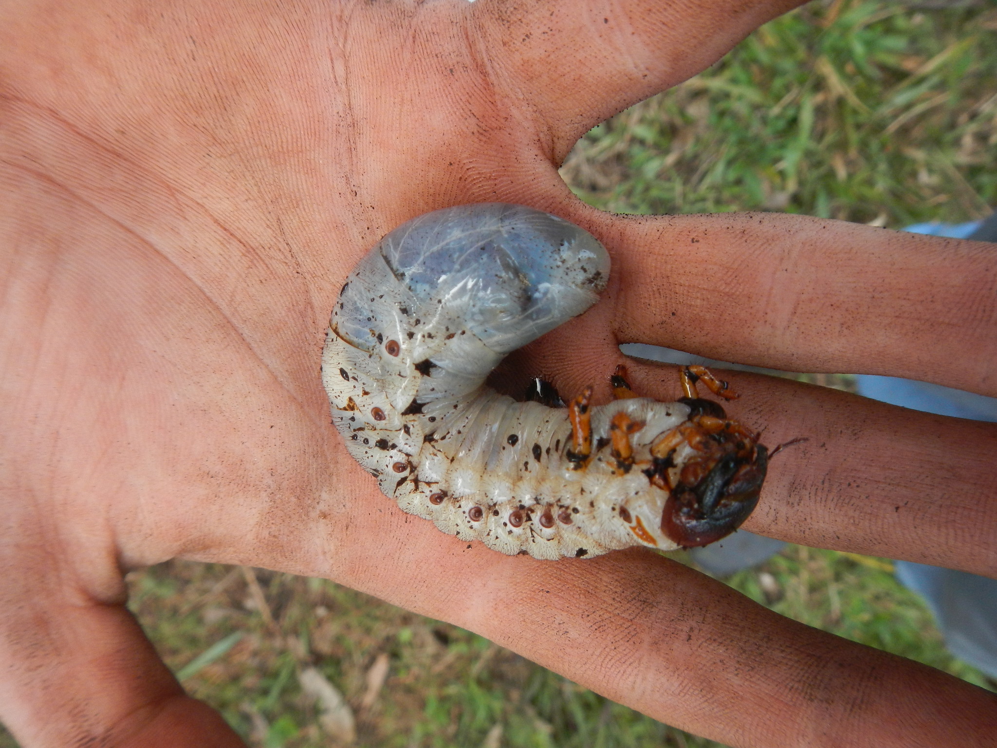 20150529 Fazenda Aula Agroecologia entomologia inseto larva 004.jpg