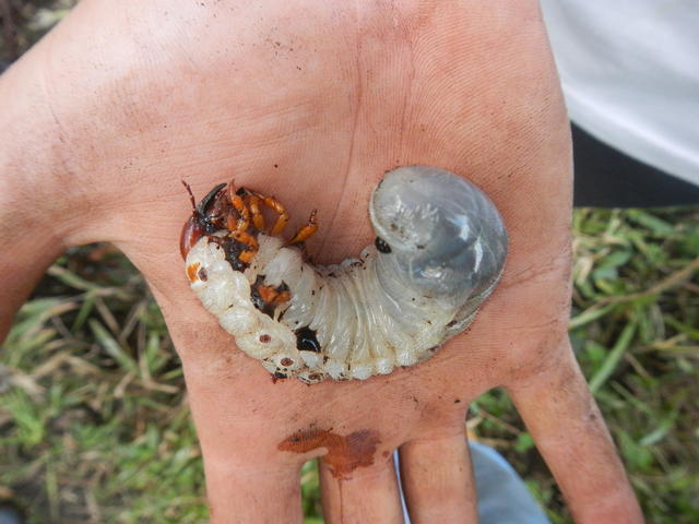 20150529 Fazenda Aula Agroecologia entomologia inseto larva 005.jpg