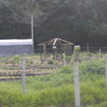 20150703 Fazenda Mandala Lecera construção do aviário agroecolog 001.jpg