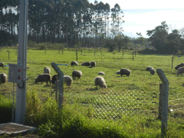 20150703 Fazenda Ovinocultura ovelhas pastagem centro manejo old 001.jpg