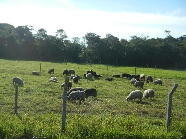 20150703 Fazenda Ovinocultura ovelhas pastagem centro manejo old 002.jpg