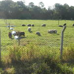 20150703 Fazenda Ovinocultura ovelhas pastagem centro manejo old 003.jpg
