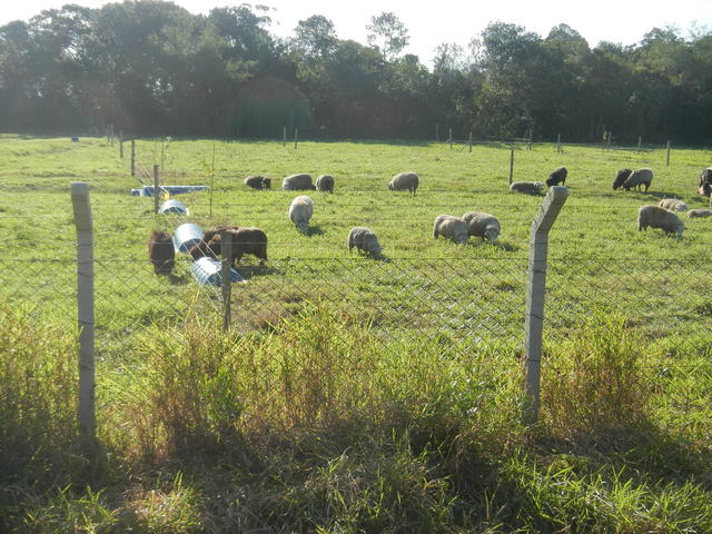 20150703 Fazenda Ovinocultura ovelhas pastagem centro manejo old 003.jpg