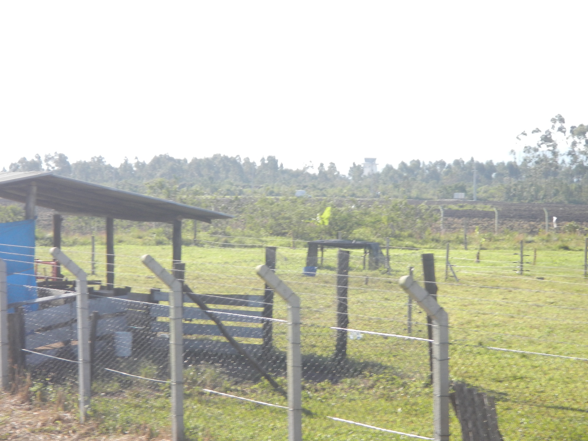 20150703 Fazenda Ovinocultura ovelhas pastagem centro manejo old 004.jpg