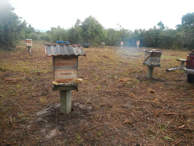 20150709 Fazenda Apicultura trasnferência do apiário local novo 003.jpg