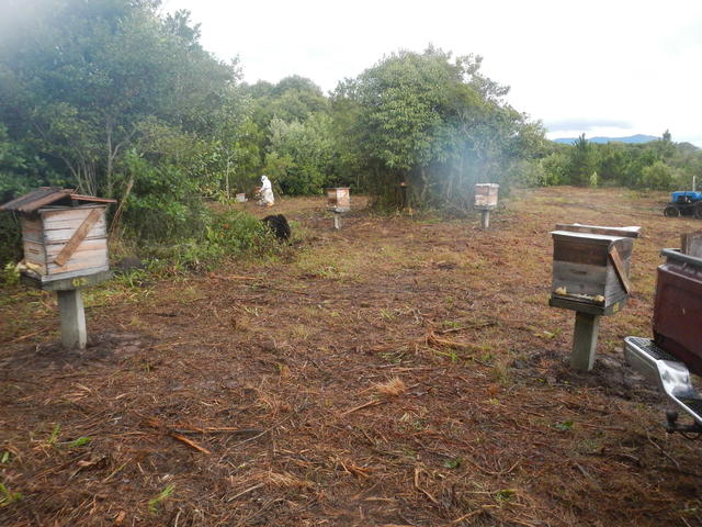 20150709 Fazenda Apicultura trasnferência do apiário local novo 004.jpg