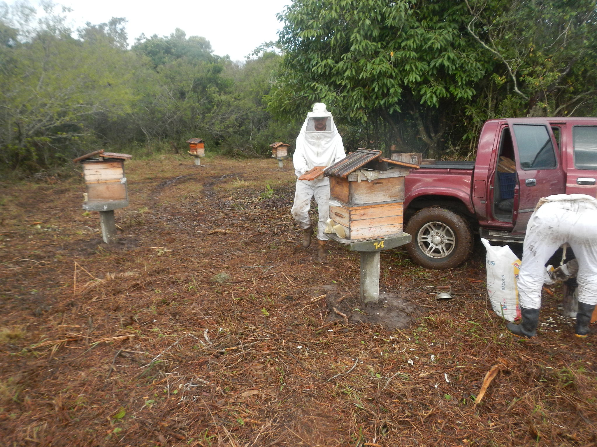 20150709 Fazenda Apicultura trasnferência do apiário local novo 005.jpg