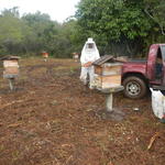 20150709 Fazenda Apicultura trasnferência do apiário local novo 005.jpg