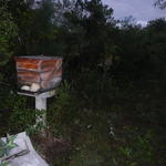 20150709 Fazenda Apicultura trasnferência do apiário local novo 001.jpg