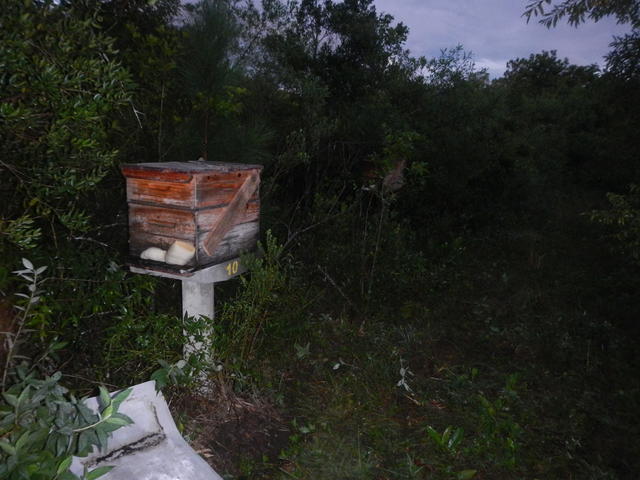 20150709 Fazenda Apicultura trasnferência do apiário local novo 001.jpg