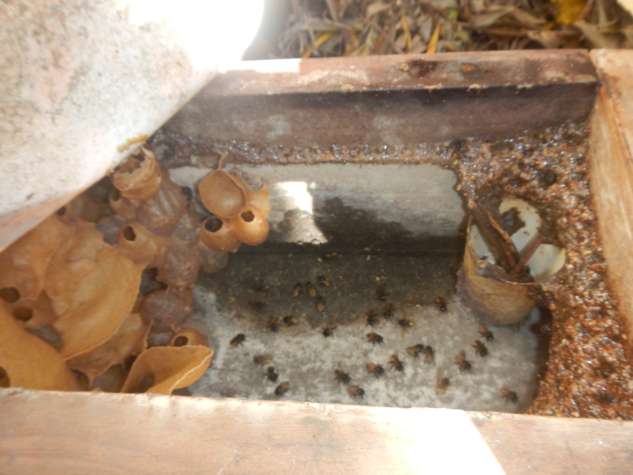 20150728 Permacultura urbana Marquito Morro das Pedras 022.jpg