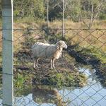 20150731 Fazenda Piqueteamento cercas PRV ovinos ovelhas 001.jpg