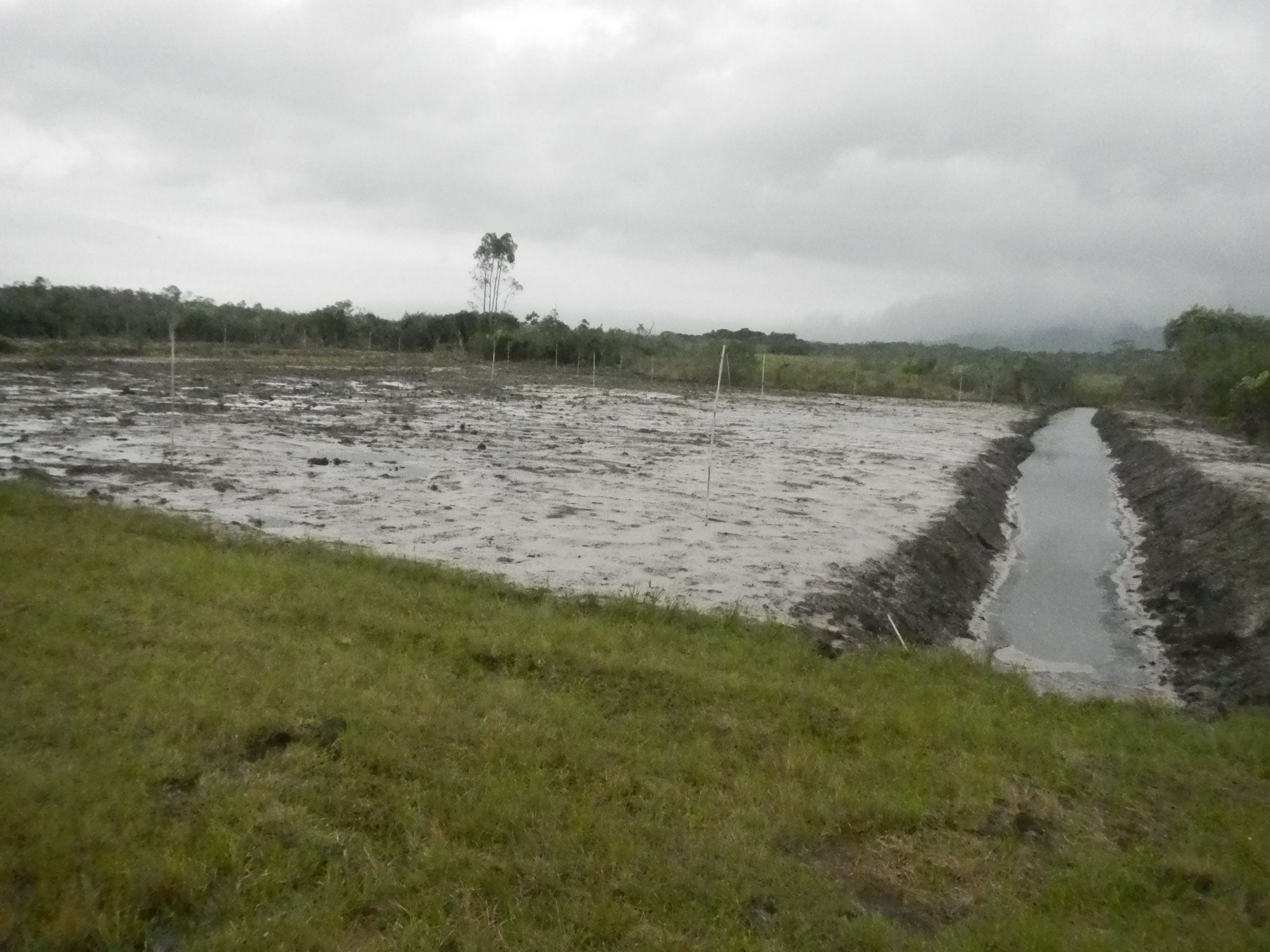 20151002 Fazenda Futura área novo Bambuseto preparado 002.jpg
