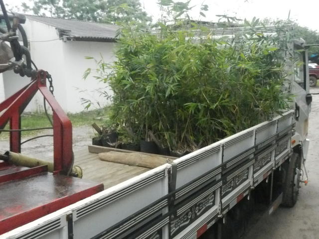 20151006 Fazenda Bambus e roçadeira p Curitibanos carregamento 003.jpg