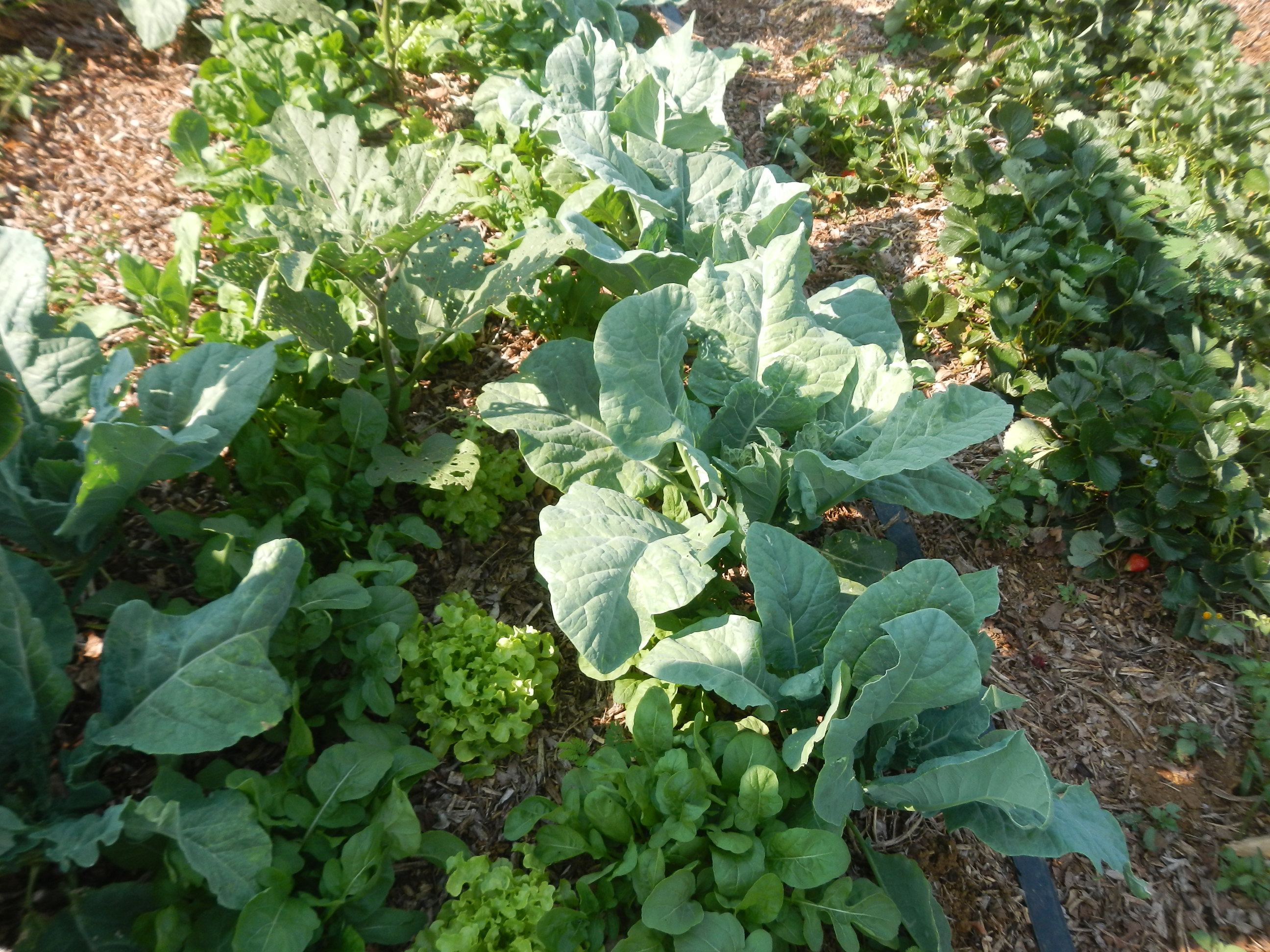 20151018 Pemacultura Brasília Juã Agrofloresta SAF 048.jpg