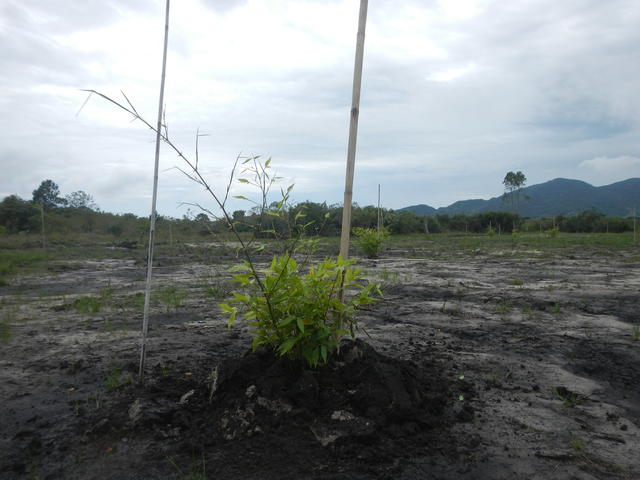 20151202 Fazenda Plantio novo bambuseto coleção 005.jpg