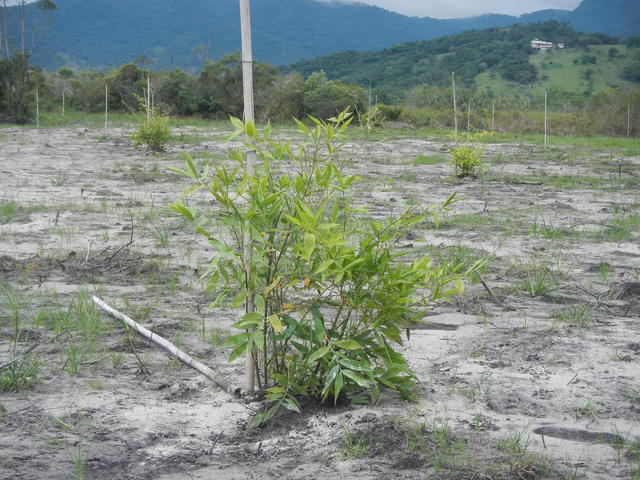 20151202 Fazenda Plantio novo bambuseto coleção 006.jpg