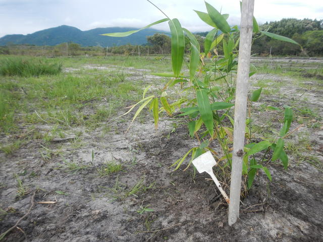 20151202 Fazenda Plantio novo bambuseto coleção 007.jpg