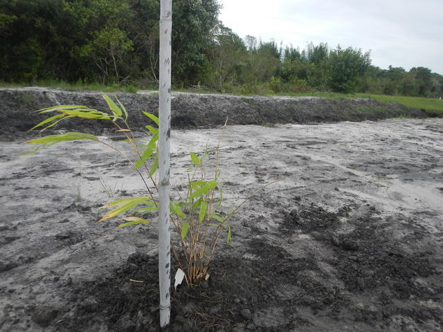 20151202 Fazenda Plantio novo bambuseto coleção 011.jpg