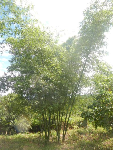 20151211 Fazenda Bambu coleção Bambusa vulgaris.jpg