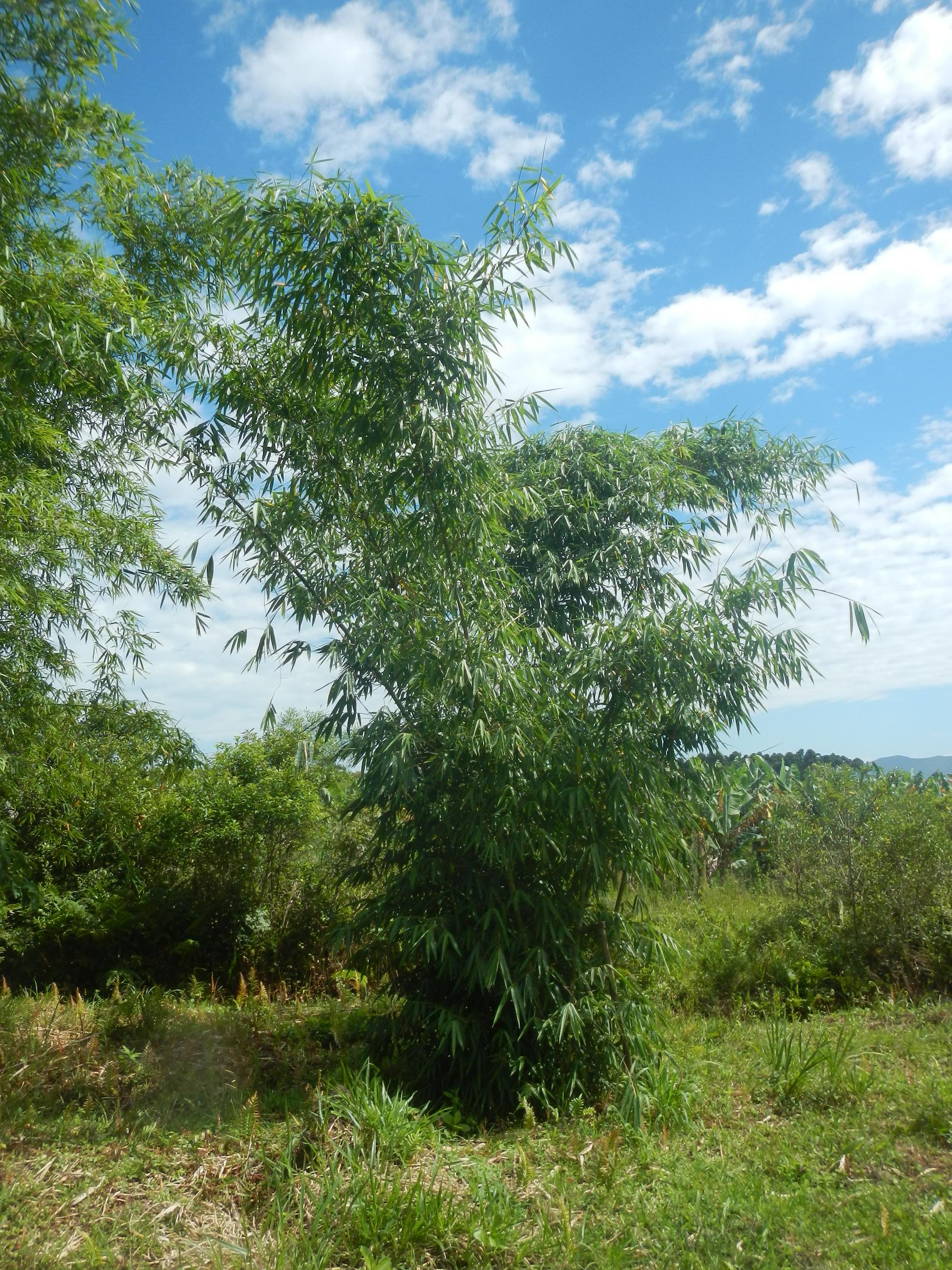 20151211 Fazenda Bambu coleção Dendrocalamus asper.jpg