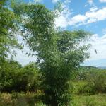 20151211 Fazenda Bambu coleção Dendrocalamus asper.jpg