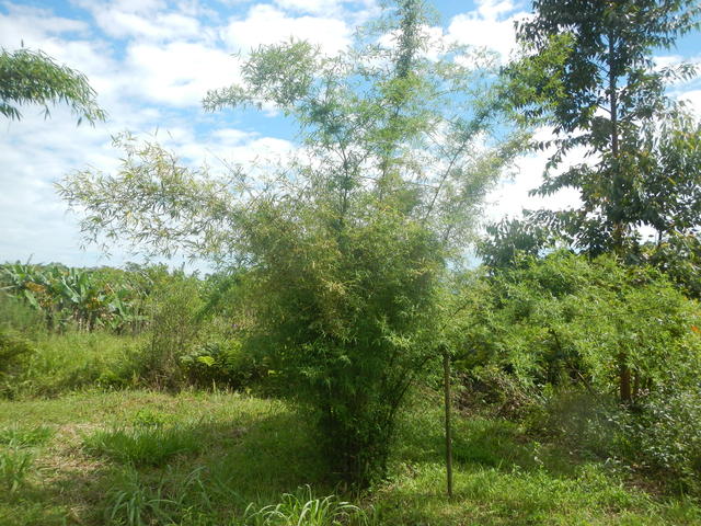 20151211 Fazenda Bambu coleção desconhecido Lako ouDentrocalamus.jpg