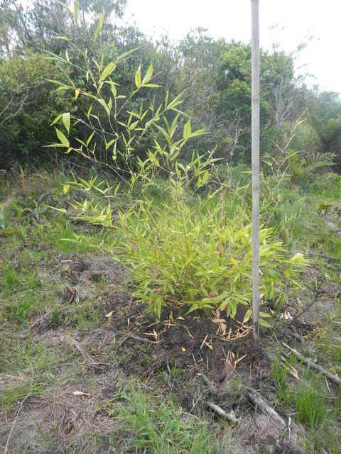 20151211 Fazenda Bambuseto novo Plantas mudas plantadas 001.jpg