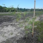 20151211 Fazenda Bambuseto novo Plantas mudas plantadas 002.jpg