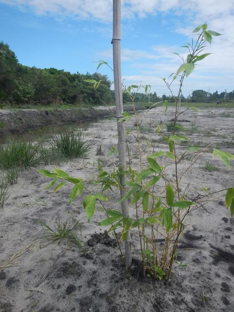 20151211 Fazenda Bambuseto novo Plantas mudas plantadas 003.jpg